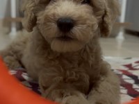 Tekirdağ Poodle Yavrularımız Yuvalarını Arıyor