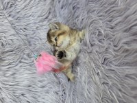 Ayı surat prenses kedim yeni ailesini arıyor