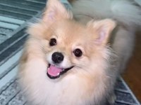 Pomeranian boo 7 aylık dişi