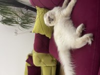 Scottish Fold 1 yaşında Dişi