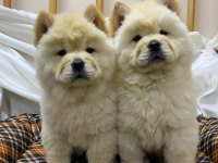 K9 AVRUPA ÇİFTLİĞİNDEN CHOW CHOW YAVRULARI