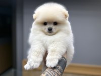 Tedy Bear Pomeranian Pupy