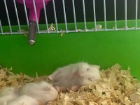 Yavru hamsterlar