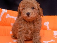 RED BROWN TOY POODLE BEBEKLER