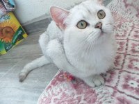 British shorthair kızımıza yeni yuva arıyoruz