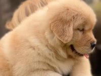 Çocuk Dostu Golden Retriever Yavrular