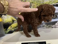 Çok Tatlı Orijinal Toy Poodle Yavrusu