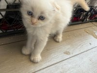 Scottish Fold Longhair Yavru Kediler
