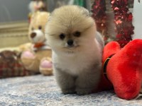 Teddy Face Pomeranian Boo Yavrularımız