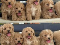 Yavru Köpeğimiz Toy Poodle