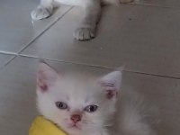 Maviş gözlü Blue point yavrularımız scottish fold