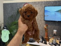 Teacup toy poodle