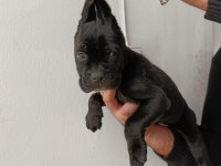 Cane corso yavrularımız ırk garantilidir