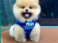 Pomeranian köpeğimiz coco