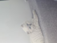 2 AYLIK EGİTİMİ TAM PLUEPONT OYUNCU KEDİSİ