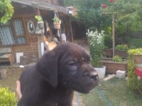 Sağlam ırk garantili mavi/siyah Cane Corso yavruları