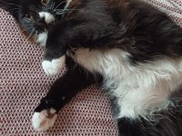 Maine Coon 20 ocak doğumlu ANTALYA