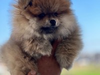 Antalya pomeranian boo