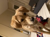 13 Aylık Golden Kırması Tatlış Köpek