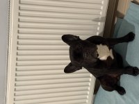 Eğitimli erkek french bulldog