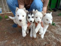Orjinal husky