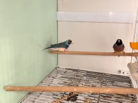 Gökkuşağı ispinozu goldian finch