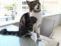 Maine Coon Ve Tekir Kırması Kısır Erkek