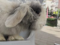 Lop Tavşanlar