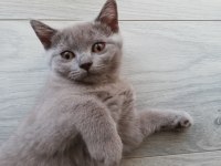 3 aylık dişi british kedi