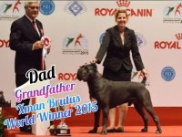 A şecereli kan hattı cane corso