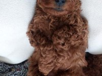 Dostunuz Toy Poodle