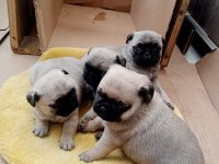 50 günlük pug yavrularımız sahiplendirilecektir