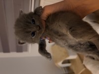 Safkan Scottish Fold Yavrular