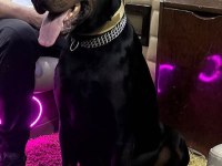 ERKEK - DİŞİ EUROPEAN DOBERMAN YAVRULARIM IRK GARANTİLİ