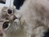 2 yaşında dünya tatlısı scottish fold oğlumuz