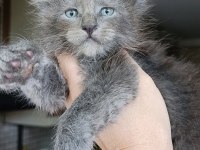 Dev Boyda Erkek Maine Coon