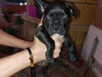 2 aylık fransız bulldog yavruları 7 tane 3 dişi 4 erkek
