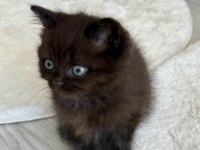 Çikolata parçası minik scottish kız