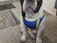 French bulldog oğlumuz