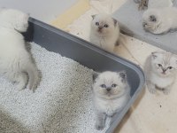 British shorthair ve scottish fold bebişler