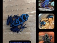Red eye Dart frog (kurbaga)