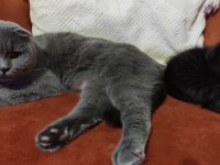 Baba siyam anne scottish kedimiz