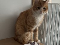 çok tatlı ve oyuncu bir kedi yuva arıyor acil