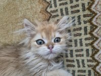 Erkek golden safkan 2.5 aylık kedimiz