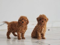 MUHTEŞEM TOY POODLE YAVRULARI
