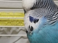 Jumbo Takım Muhabbet Kuşu