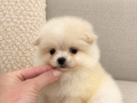POMERANİAN BOO MİNİ BOY ERKEK