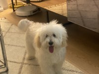Maltipoo Dişi kısır 7 aylık