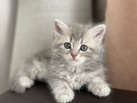British ve russian blue melez kedilerimiz yuva arıyor