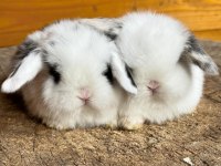 HOLLANDA LOP VE TEDDY LOP YAVRULAR